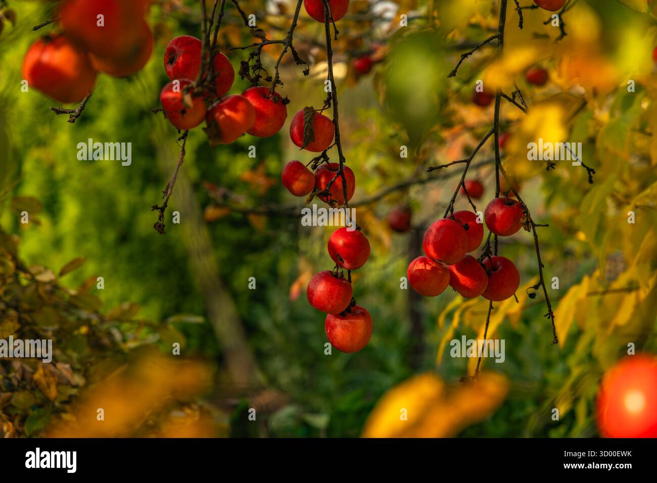 Mele rosse vivaci appese sui rami tra le foglie d'autunno gialle. Luce naturale calda, vendemmia stagionale, primo piano con messa a fuoco soffusa. Foto Stock