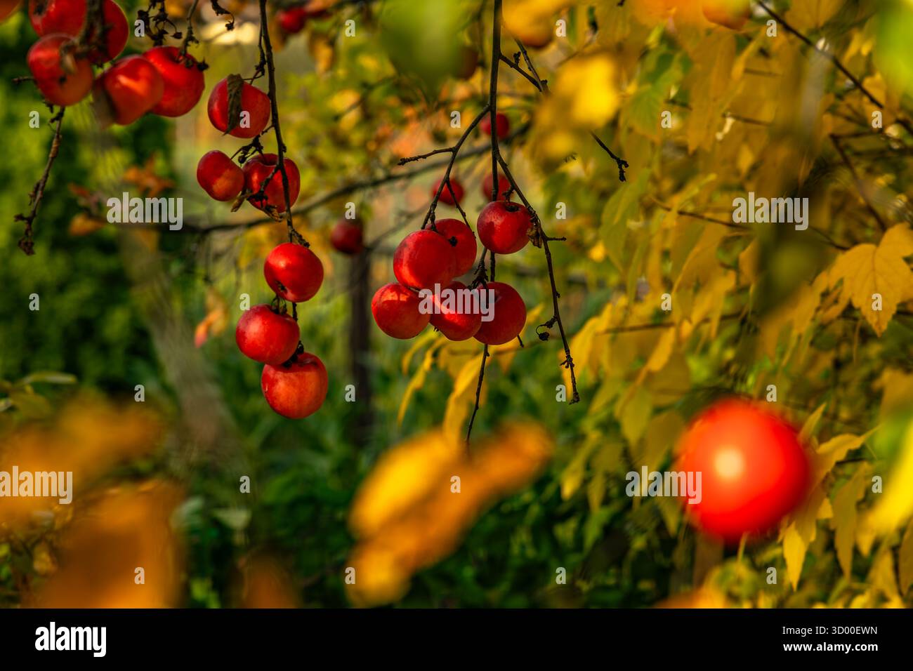 Mele rosse vivaci appese sui rami tra le foglie d'autunno gialle. Luce naturale calda, vendemmia stagionale, primo piano con messa a fuoco soffusa. Foto Stock