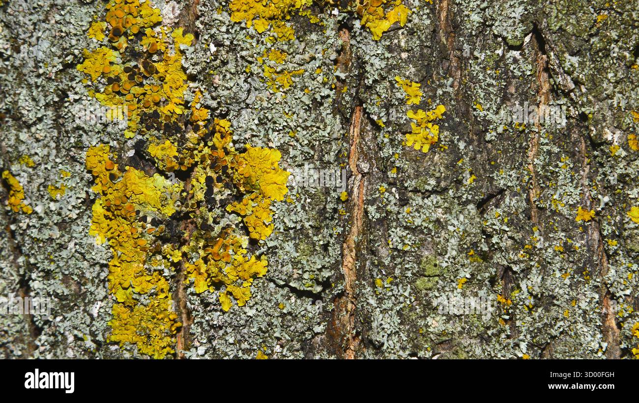 Corteccia degli alberi con licheni gialli e muschio da vicino. Sfondo naturale. Questa composizione naturale riflette un microecosistema, con licheni e muschio. Foto Stock
