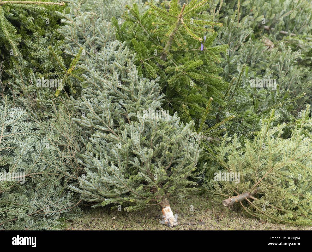 Smaltimento dell'albero di Natale dopo Natale smaltimento dell'albero di Natale, smaltimento dei rifiuti Foto Stock
