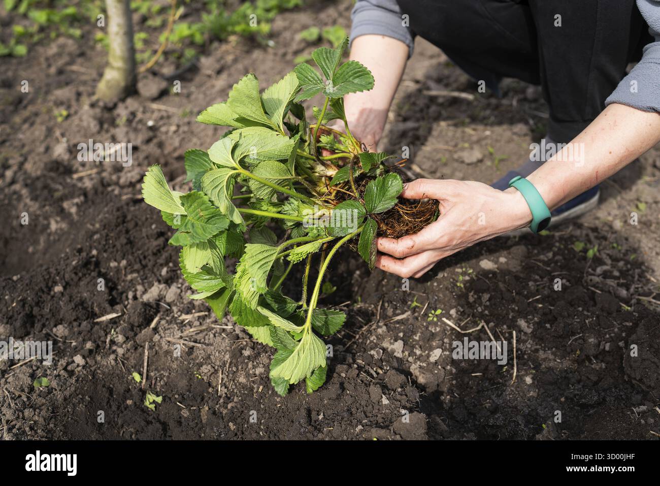 L'immagine mostra le mani che piantano una piantina di fragole nel suolo, mostrando il giardinaggio e la vita sostenibile Foto Stock