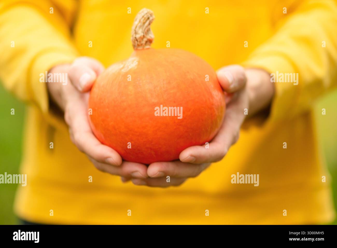 Primo piano di mani maschili che tengono la zucca. Tempo di raccolta autunnale, verdure biologiche coltivate in casa, cibo naturale, dieta sana e stile di vita rustico in fattoria. Foto Stock