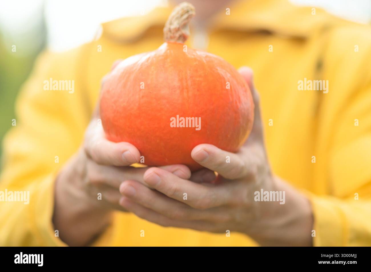 Primo piano della zucca tenuta in mani maschili. Tempo di raccolta autunnale, agricoltura biologica, verdure fresche, cibo sano, prodotti locali, agricoltura stagionale e stile di vita naturale. Foto Stock