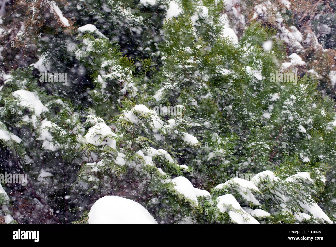 Foto invernale della neve che cade sui rami di alberi verdi innevati. Neve pesante che cade su Thuja brances. Foto Stock