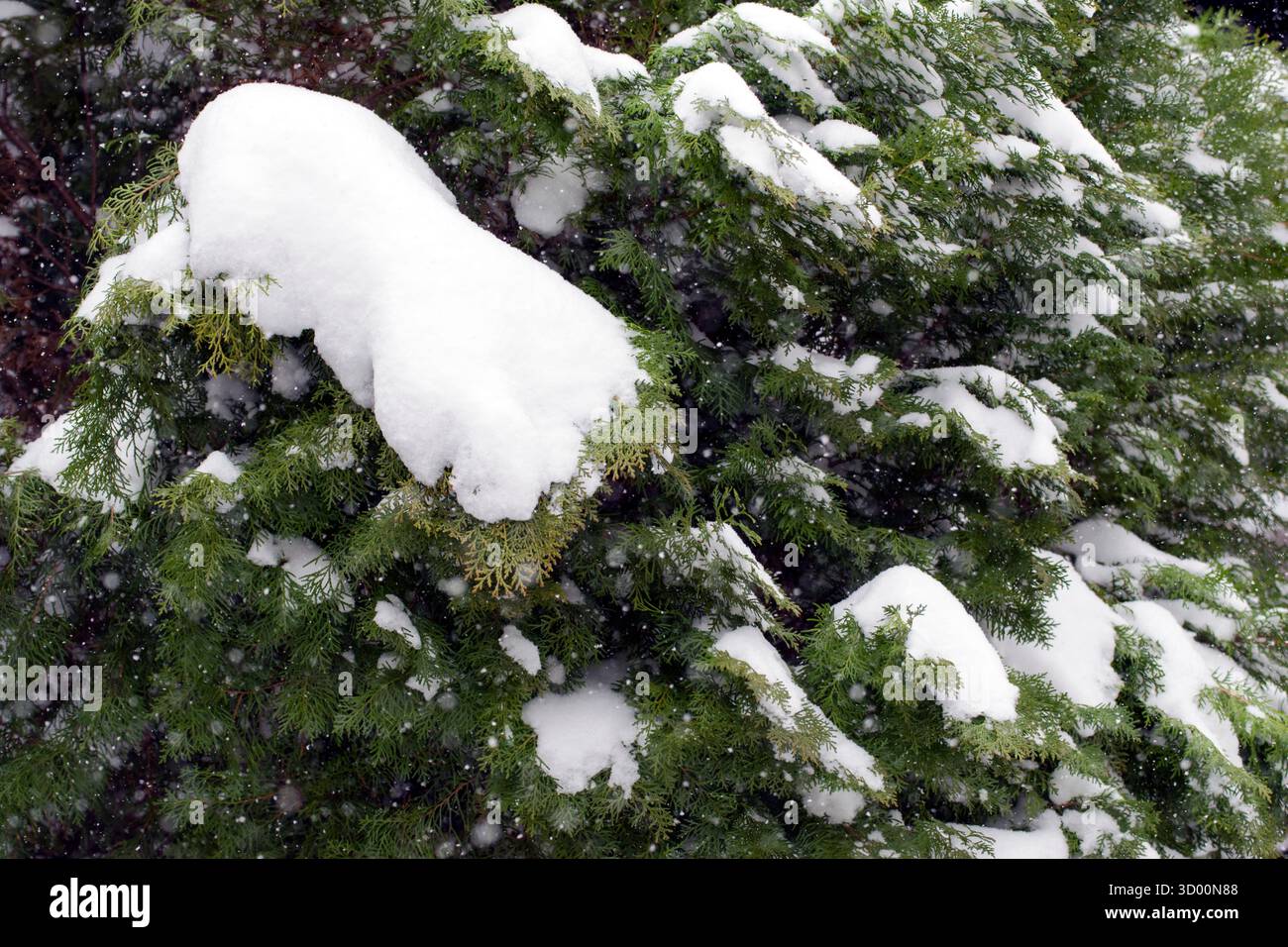 Foto invernale della neve che cade sui rami di alberi verdi innevati. Neve pesante che cade su Thuja brances. Foto Stock