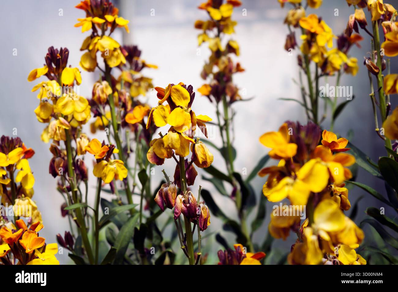 Il wallflower è una pianta erbacea della famiglia delle crocifere, con fiori profumati, giallo-oro, coltivati come pianta ornamentale. Foto Stock