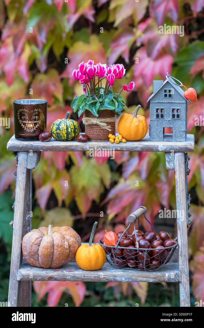 giardino autunnale con ciclamino rosa, zucche, castagne e lanterne da tavola Foto Stock