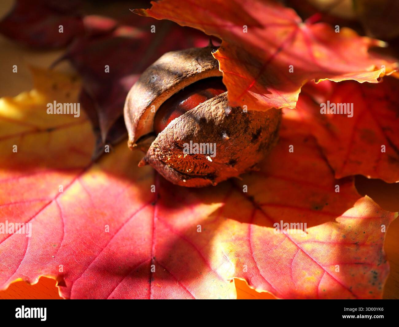 Noce pecan autunnale con foglie autunnali, raccolto stagionale e natura Foto Stock