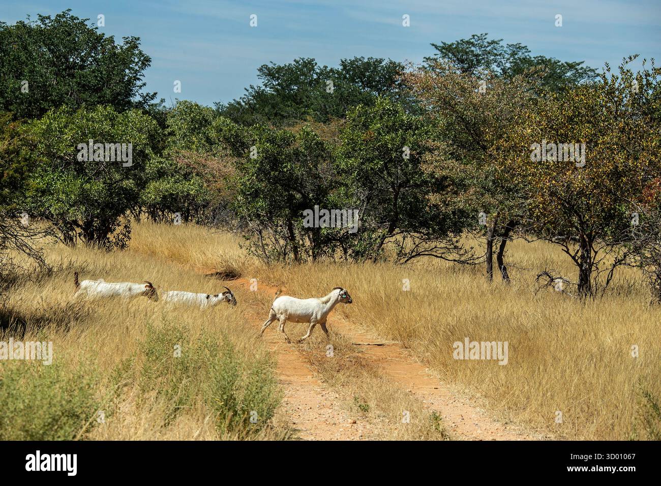 Erba lunga e secca che cresce in un'area forestale della comunità namibiana, dopo buone piogge. Foto Stock