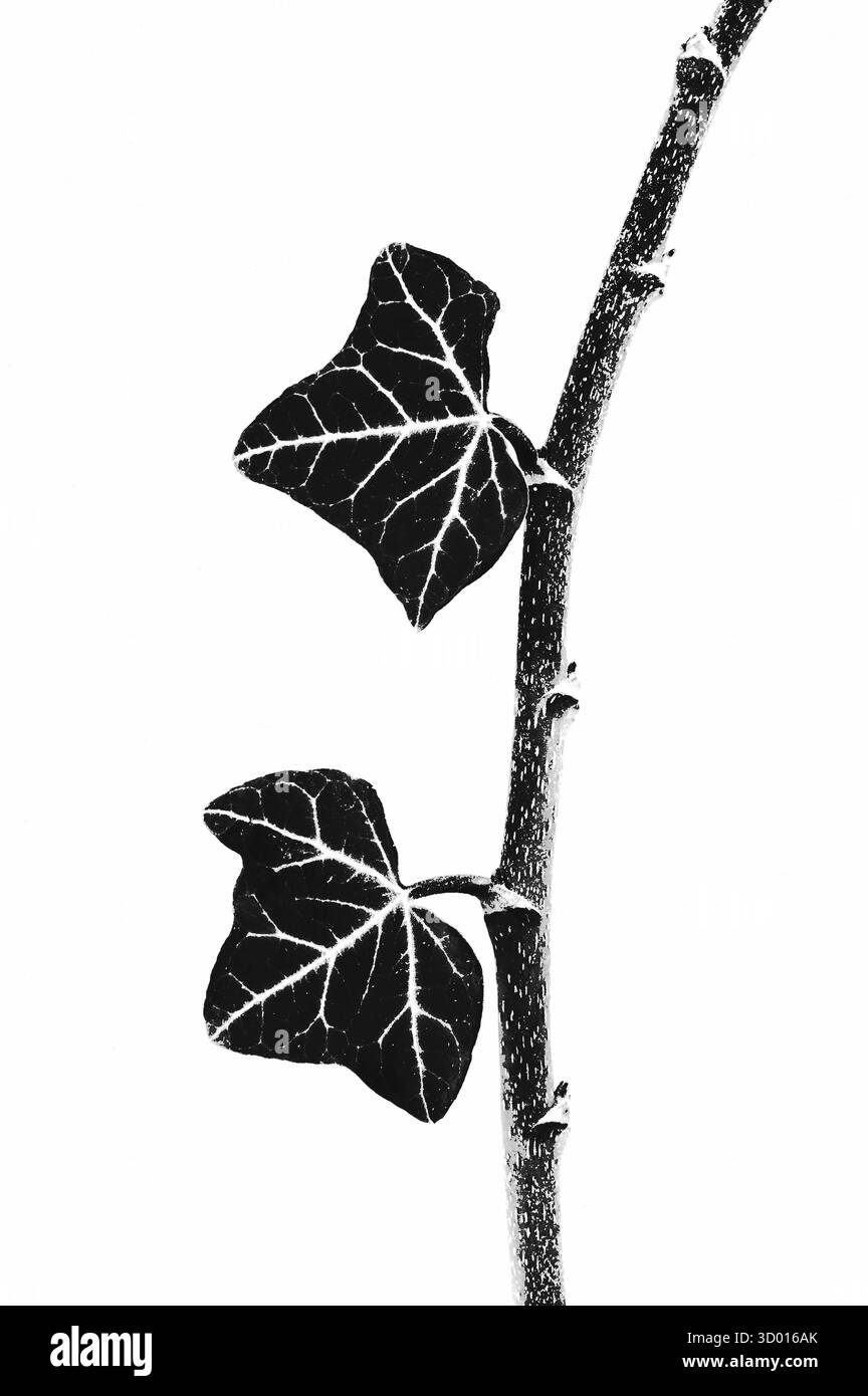 Immagine monocromatica grafica di due foglie di edera venate sul loro stelo Foto Stock