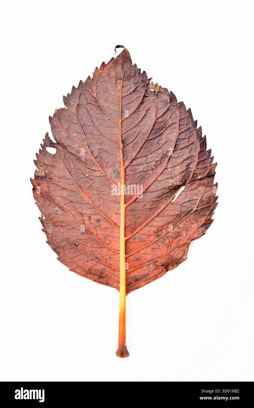 Singola ricca foglia marrone autunnale di Hydrangea Bush Foto Stock