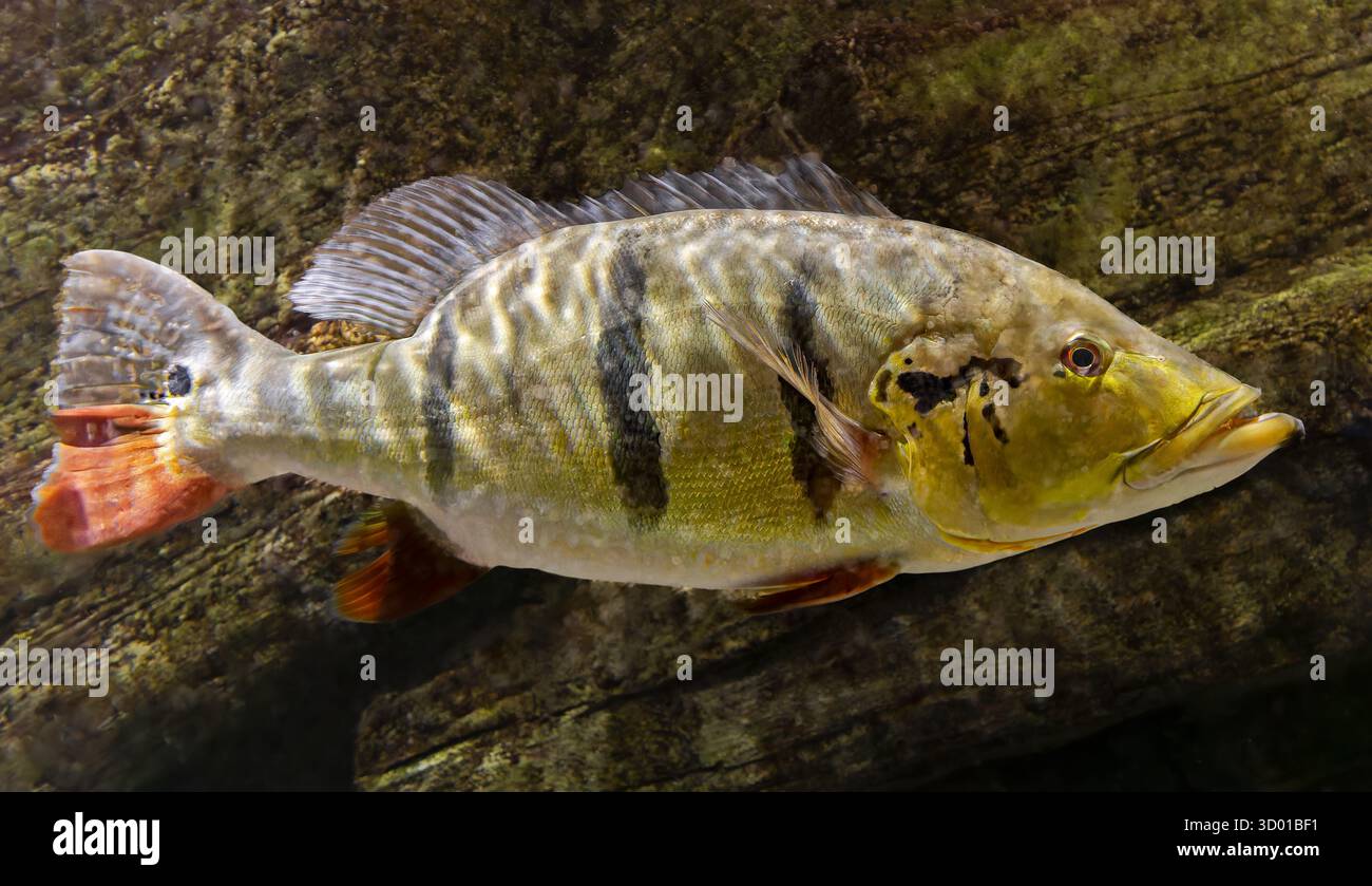 Vista ravvicinata di un branzino pavone (Cichla temensis) - pesce d'acqua dolce proveniente dal brasile Foto Stock