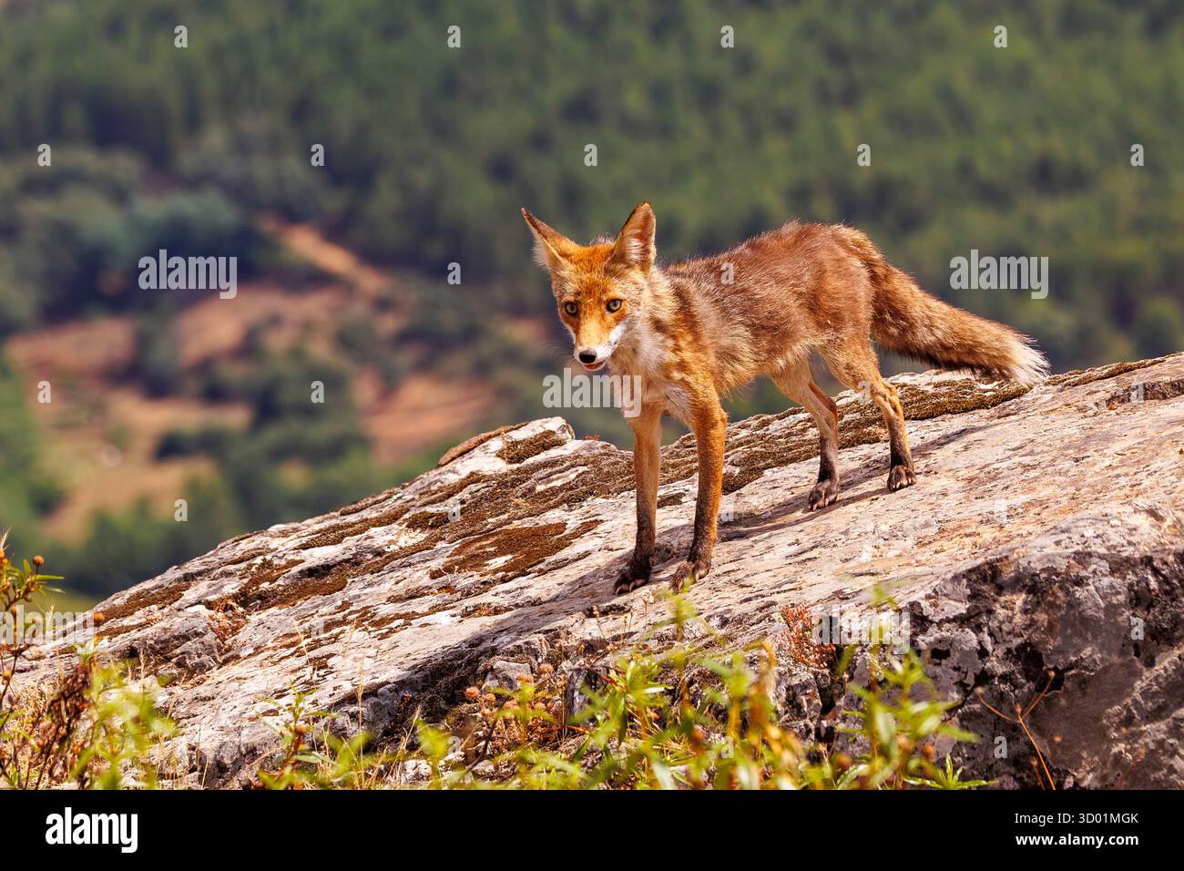Spagna, provincia di Toledo, Talavera, Red Fox, in cerca di cibo Foto Stock