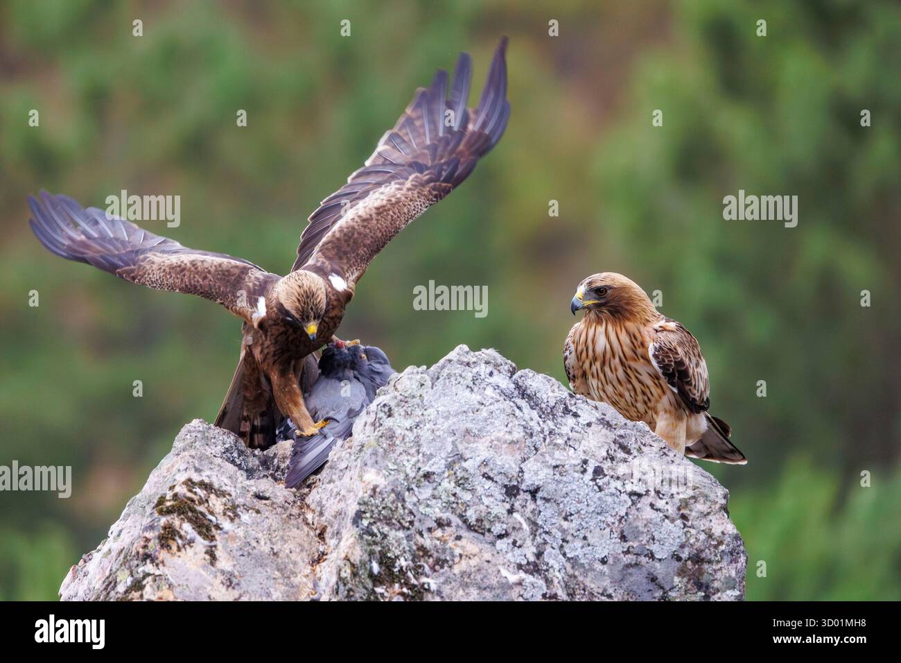 Spagna, Castiglia-provincia di la Mancha, Aquila con il titolo di Hieraetus pennatus, maschio adulto (morfo scuro) e femmina adulta (morfo leggero), su una roccia con un piccione Foto Stock