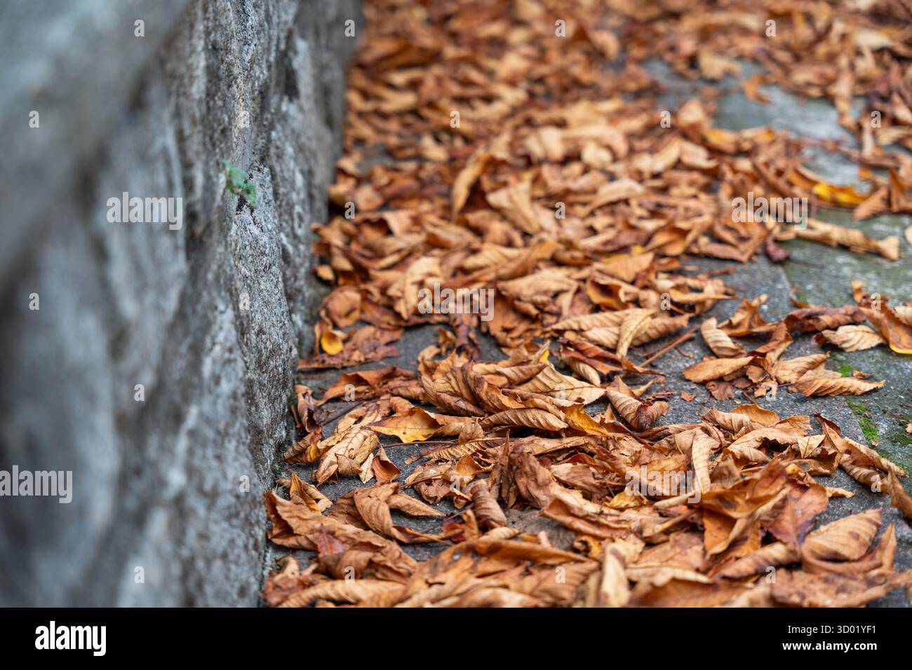 Primo piano delle foglie autunnali sul terreno della strada Foto Stock