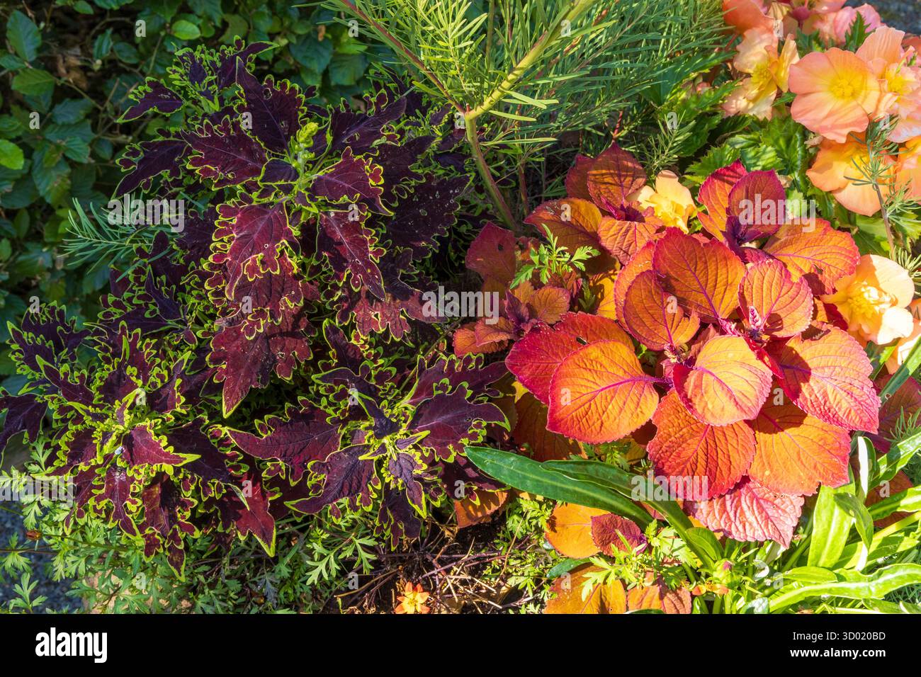Francia, Cotes d'Armor, Plouec du Trieux, i giardini Kerfouler, un giardino straordinario, coleus (Coleus scutellarioides) e Begonia Sutherland (Begonia sutherlandii) Foto Stock