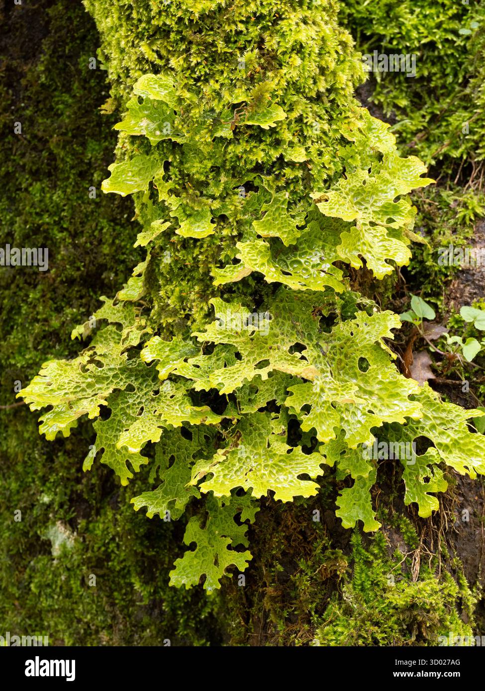 Lichen (Lobaria pulmonaria) Monte Sant'Angelo, regione Gargano, Puglia, Italia Foto Stock