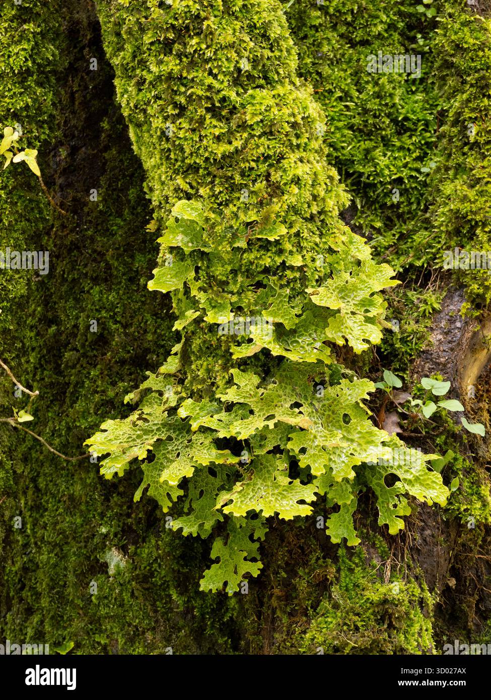 Lichen (Lobaria pulmonaria) Monte Sant'Angelo, regione Gargano, Puglia, Italia Foto Stock