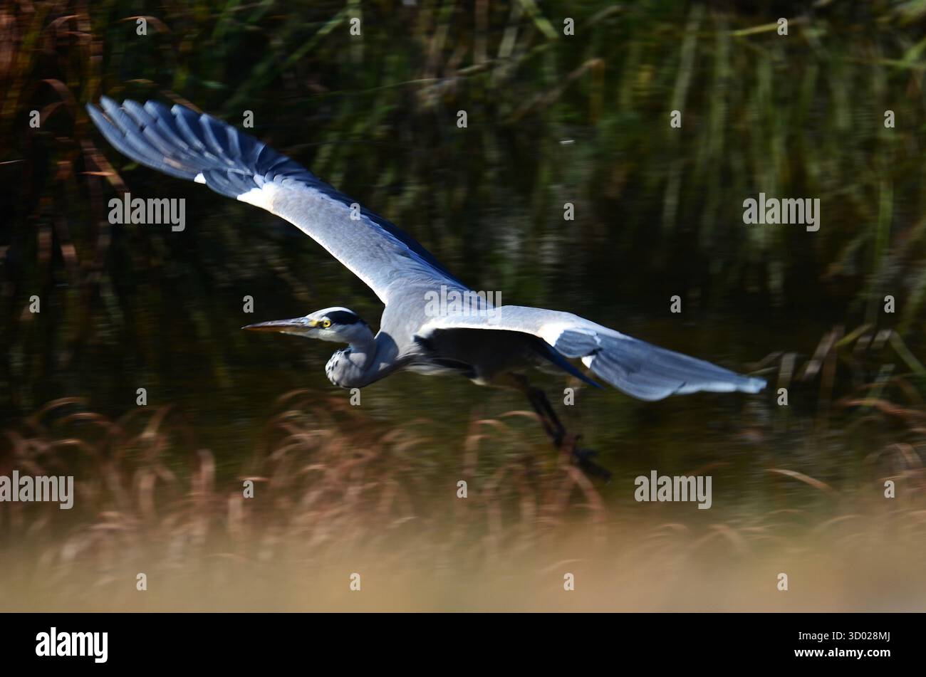 Gray Heron, Ardea cinerea sbarco nel fiume Foto Stock