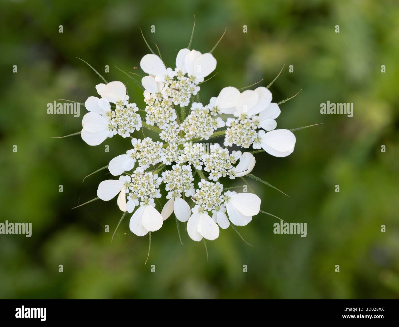 Carota selvatica (Daucus carota) vicino a Peschici, regione Gargano, Puglia, Italia Foto Stock