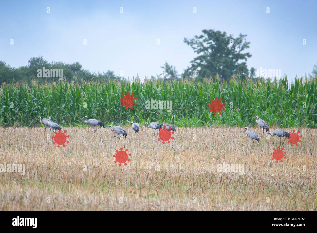 Focolaio del virus dell'influenza aviaria, influenza aviaria, diffusione di malattie infettive, animali malati, gru infetta nel campo di Meclemburgo, Germania Foto Stock Focolaio del virus dell'influenza aviaria, influenza aviaria, diffusione di malattie infettive, animali malati, gru infetta nel campo di Meclemburgo, Germania Foto Stock