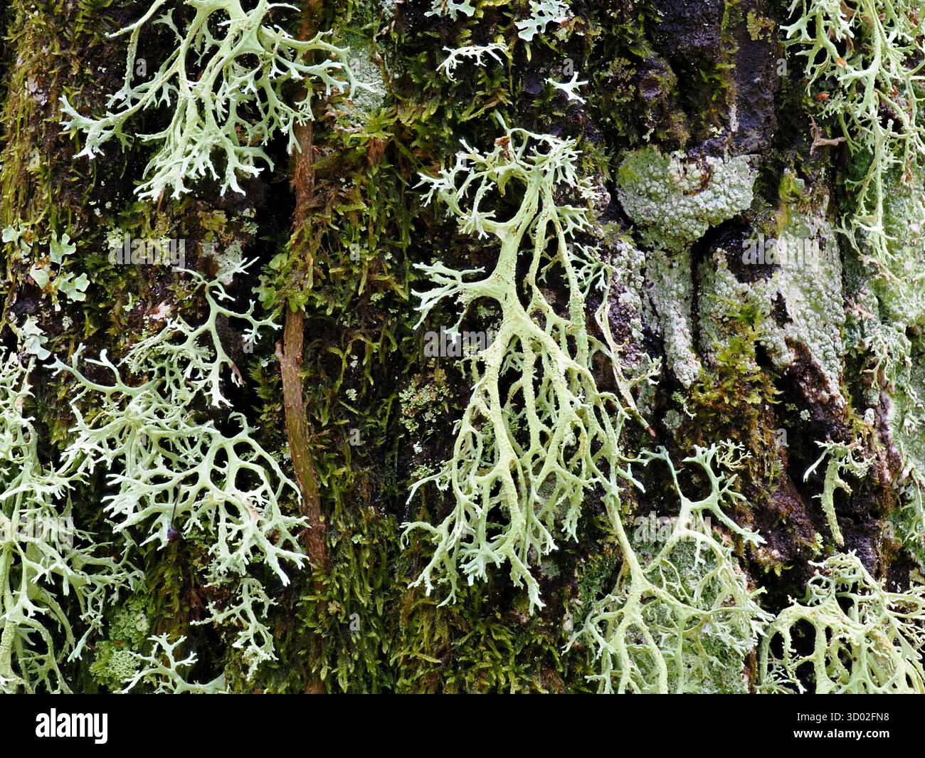 Licheni su albero (Ramalina farinacea) Monte Sant'Angelo, regione del Gargano, Puglia, Italia, immagine impilata Foto Stock