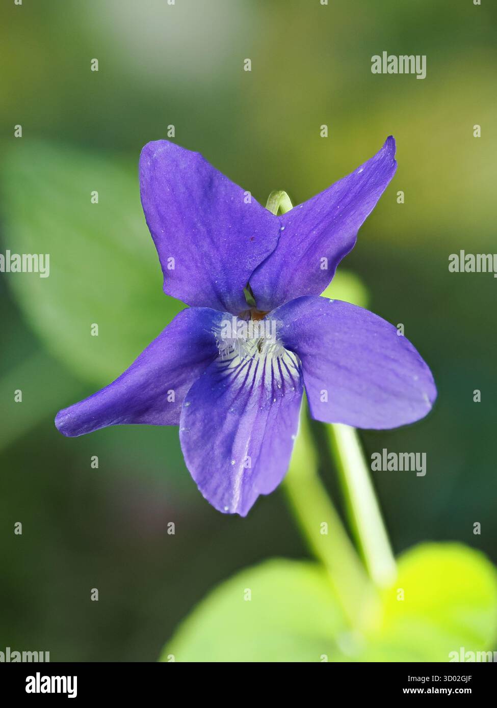 Viola canina comune (Biola riviniana) nei pressi di Peschici, Gargano, Puglia, Italia, immagine impilata Foto Stock