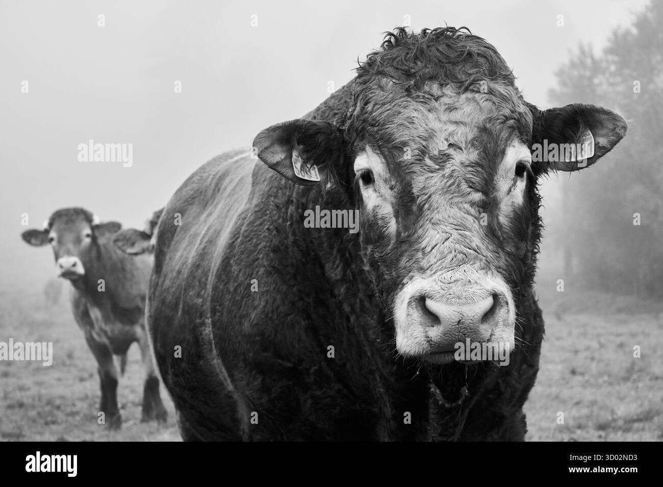 Un sorprendente ritratto in bianco e nero di un potente toro in un campo nebbioso, con un'altra mucca sullo sfondo. Questa immagine atmosferica cattura Foto Stock
