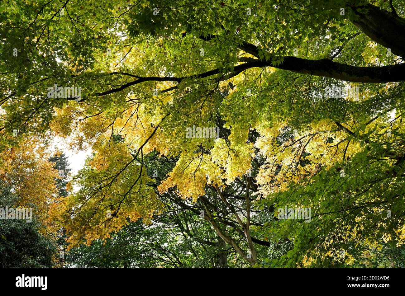 albero di acer giapponese, foglie dell'inizio dell'autunno, sheringham park, norfolk settentrionale, inghilterra Foto Stock