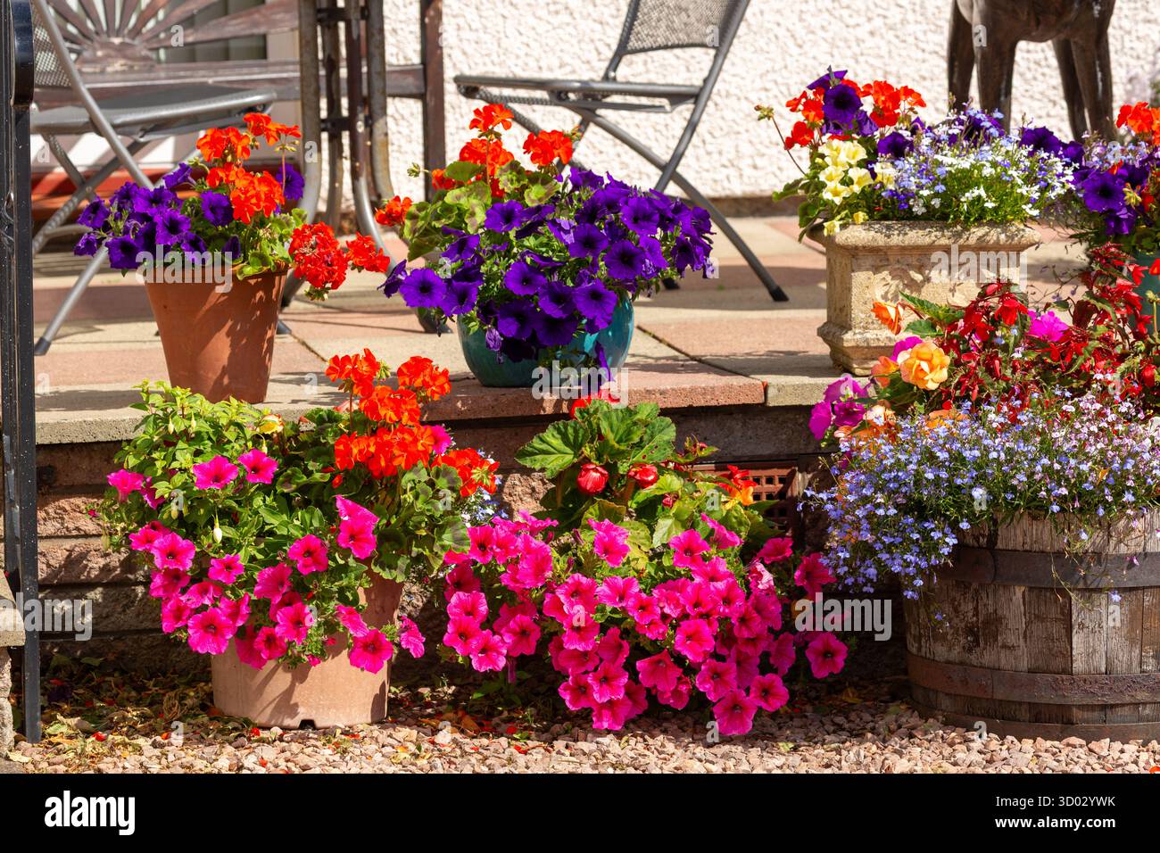 Geraniums, Petunias Surfinia, in pentole e contenitori su un patio soleggiato, Dalgety Bay, Fife, Scozia Foto Stock