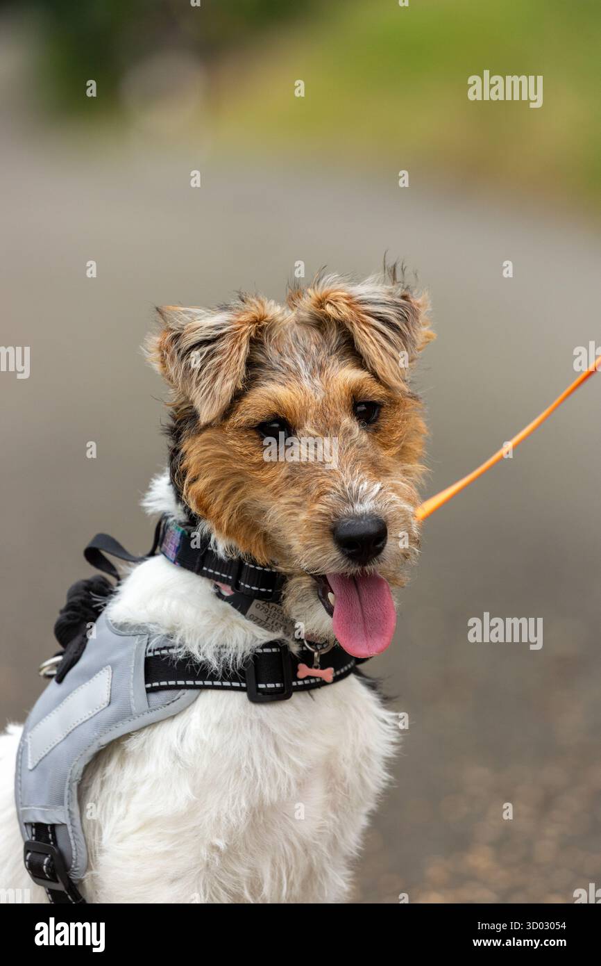 Un ritratto di un cucciolo di Fox Terrier con filo metallico che indossa un'imbracatura per cani Foto Stock