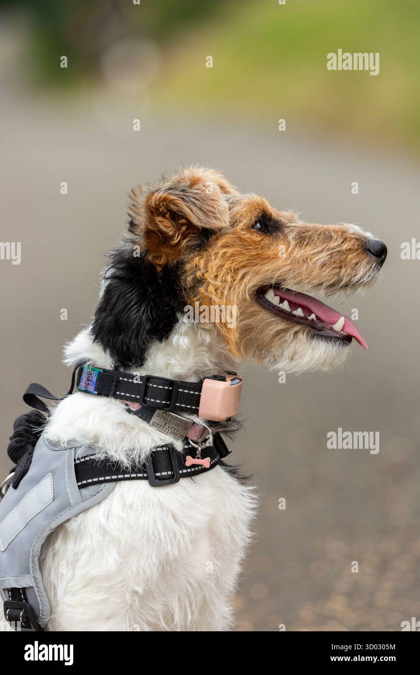 Un lato sul ritratto di un cucciolo di volpe terrier a filo Foto Stock
