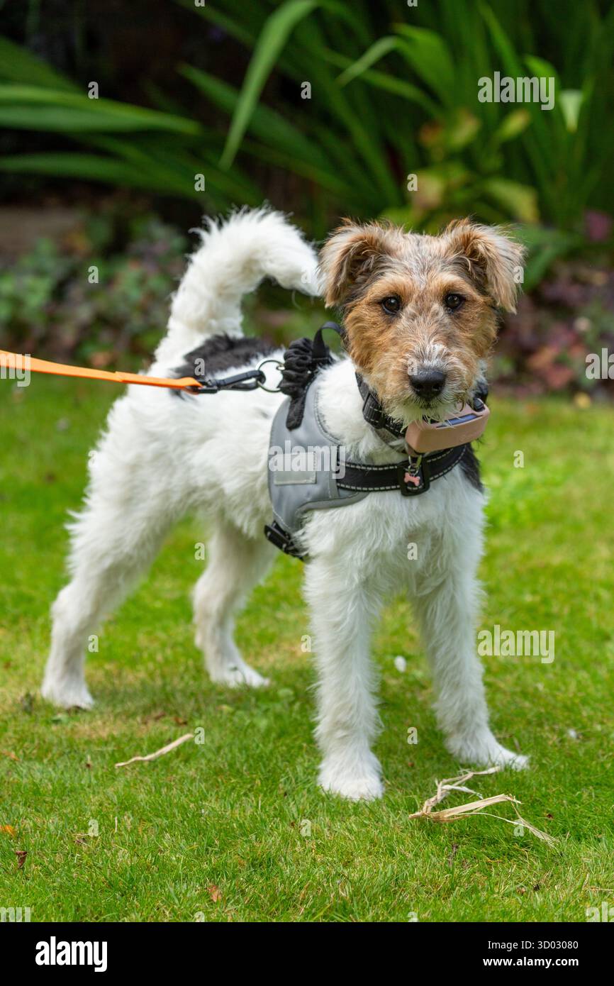 Un cucciolo femmina di Fox terrier in piedi all'esterno sull'erba con un'imbracatura per cani Foto Stock
