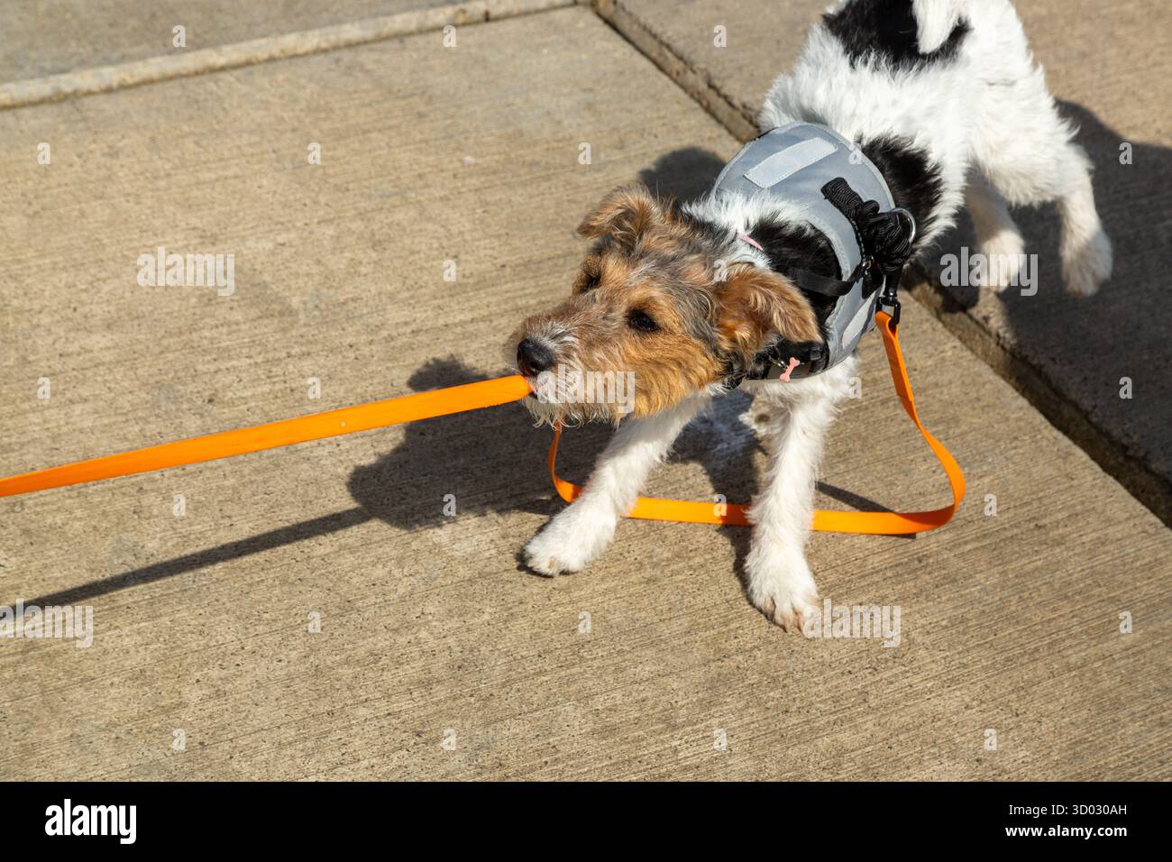Un cucciolo di Fox Russell Terrier morde e tira su un guinzaglio arancione Foto Stock