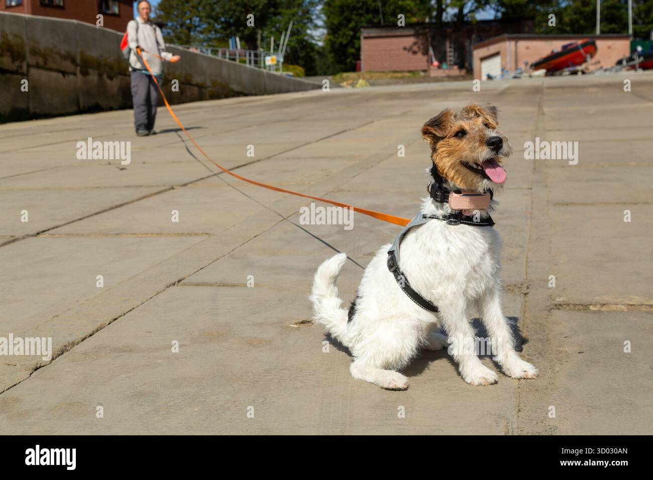 Un Fox terrier a filo su una lunga pista arancione Foto Stock