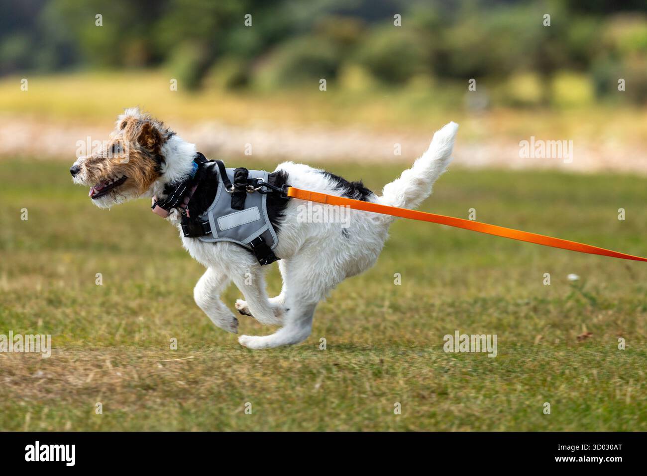 Un Fox terrier a filo che corre veloce su un cavo arancione Foto Stock