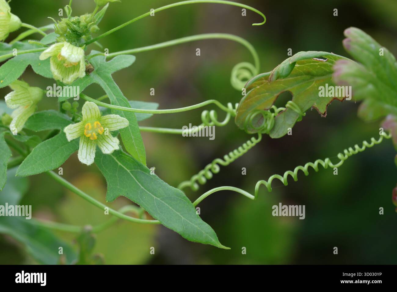 Fiore, fogliame e tendini della pianta bianca di bryony. Bryonia dioica Foto Stock