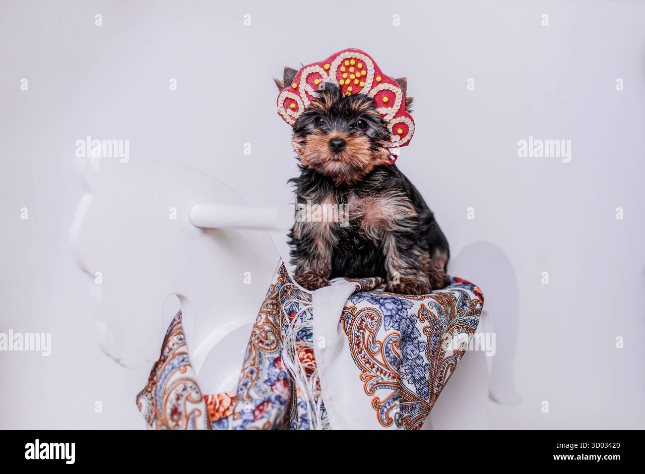 Cucciolo dello Yorkshire Terrier seduto su un cavallo a dondolo ricoperto da una sciarpa decorata con motivi blu. Foto Stock