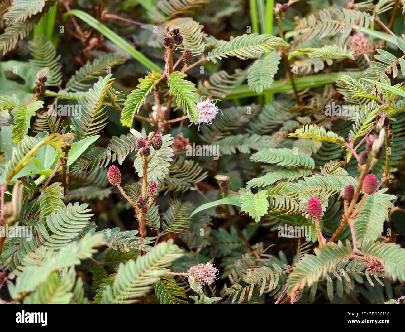 Pianta sensibile o Mimosa pudica nella vegetazione selvaggia Foto Stock