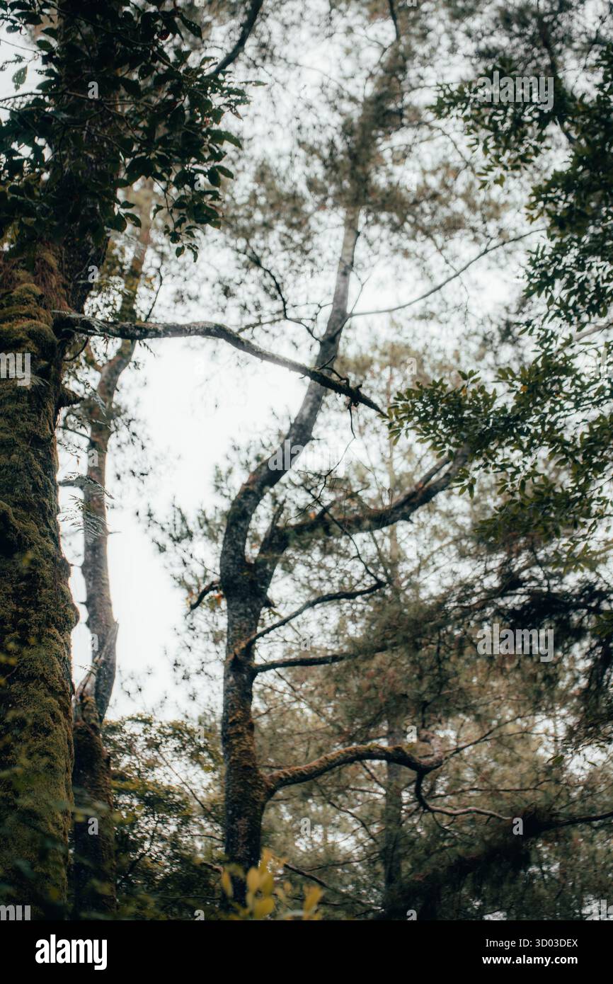 Questa immagine cattura la bellezza tranquilla di una foresta nebbiosa, dove alti alberi si estendono verso il cielo, i loro rami si intrecciano Foto Stock