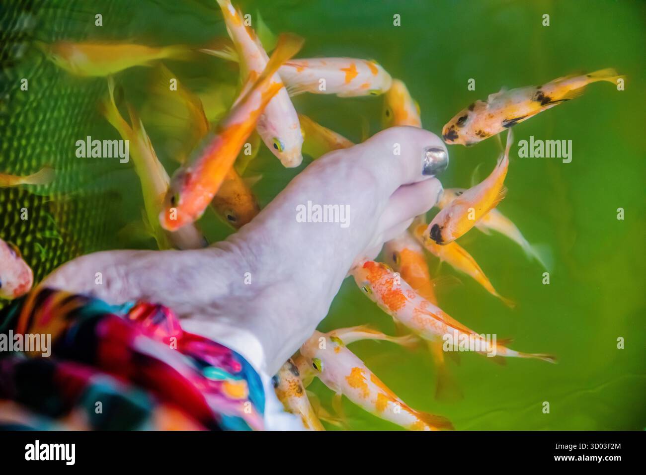 Orange Little Kangal pesce nibble morto, pelle cheratinizzata del piede di donna. Pedicure naturale. Centro di attrazione dello Sri Lanka Fish Fish Spa Care. Trattamento Garra Rufa. Qualche pesce d'oro che perde piedi d'acqua dolce Foto Stock