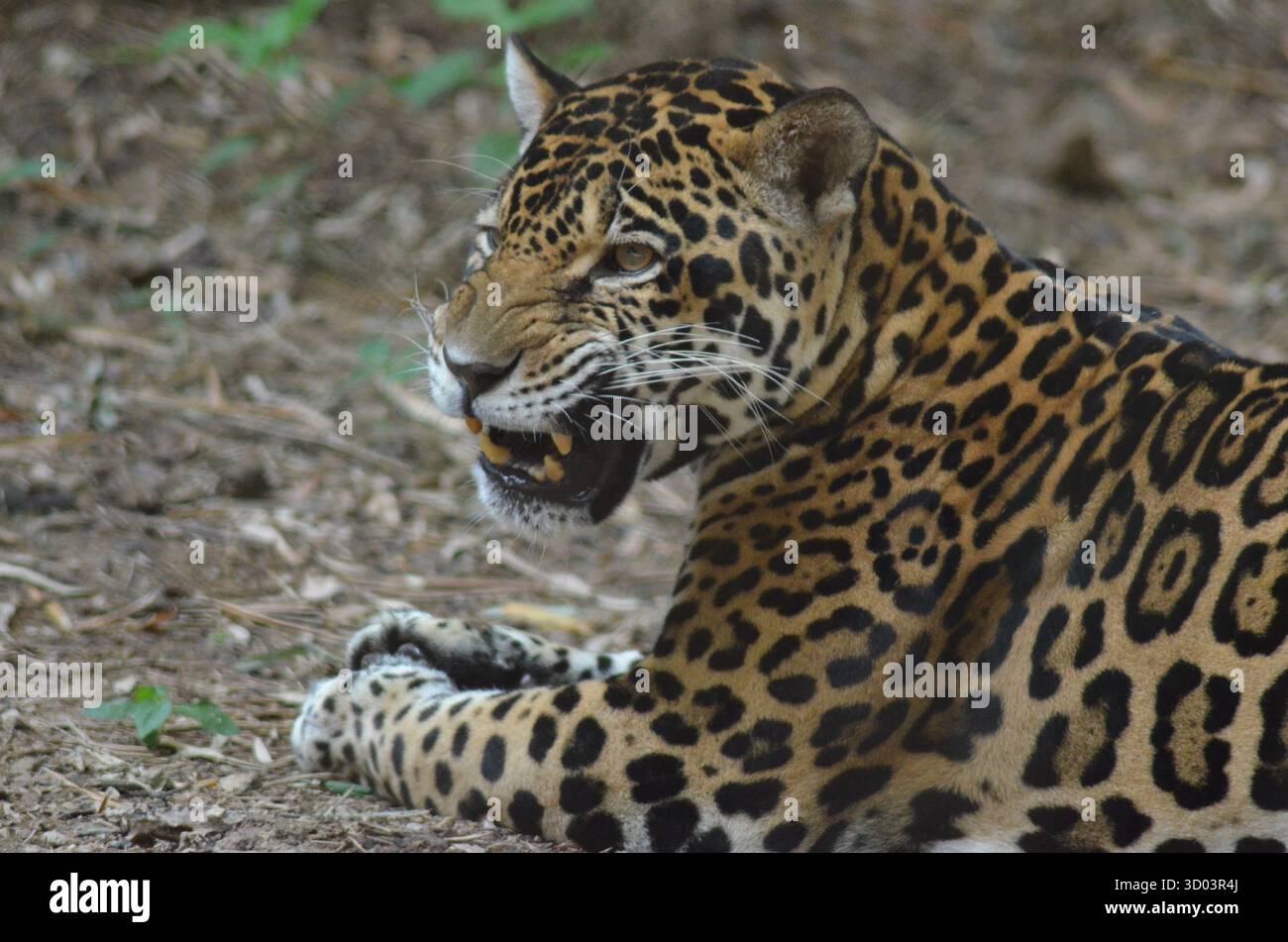 Jaguar majestueux en repos, portrait sauvage d'un félin aux motifs distinguitifs dans son habitat naturel Foto Stock