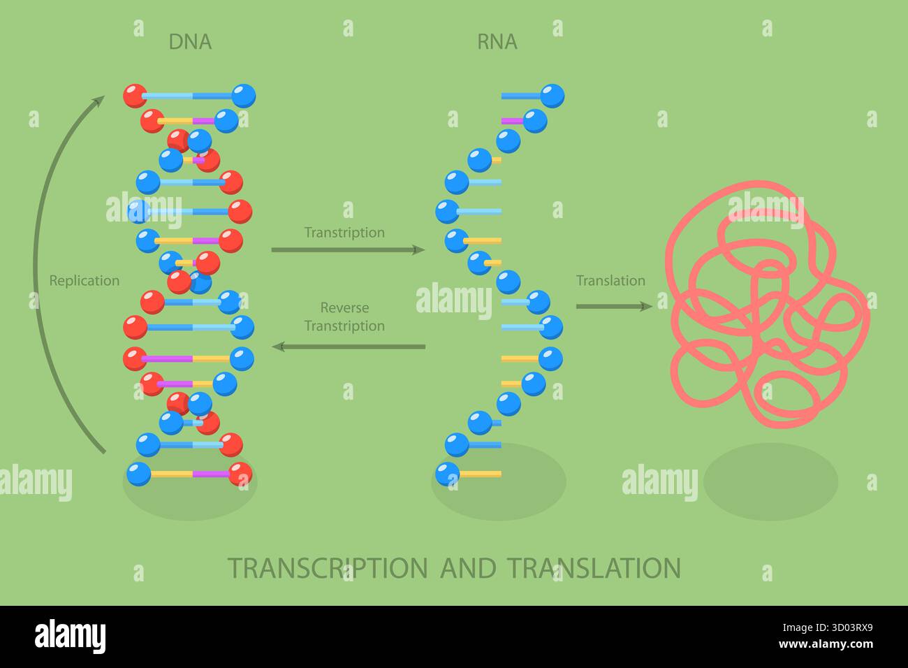 Illustrazione piatta isometrica 3D di trascrizione e traduzione , sintesi diretta dal DNA di RNA Foto Stock
