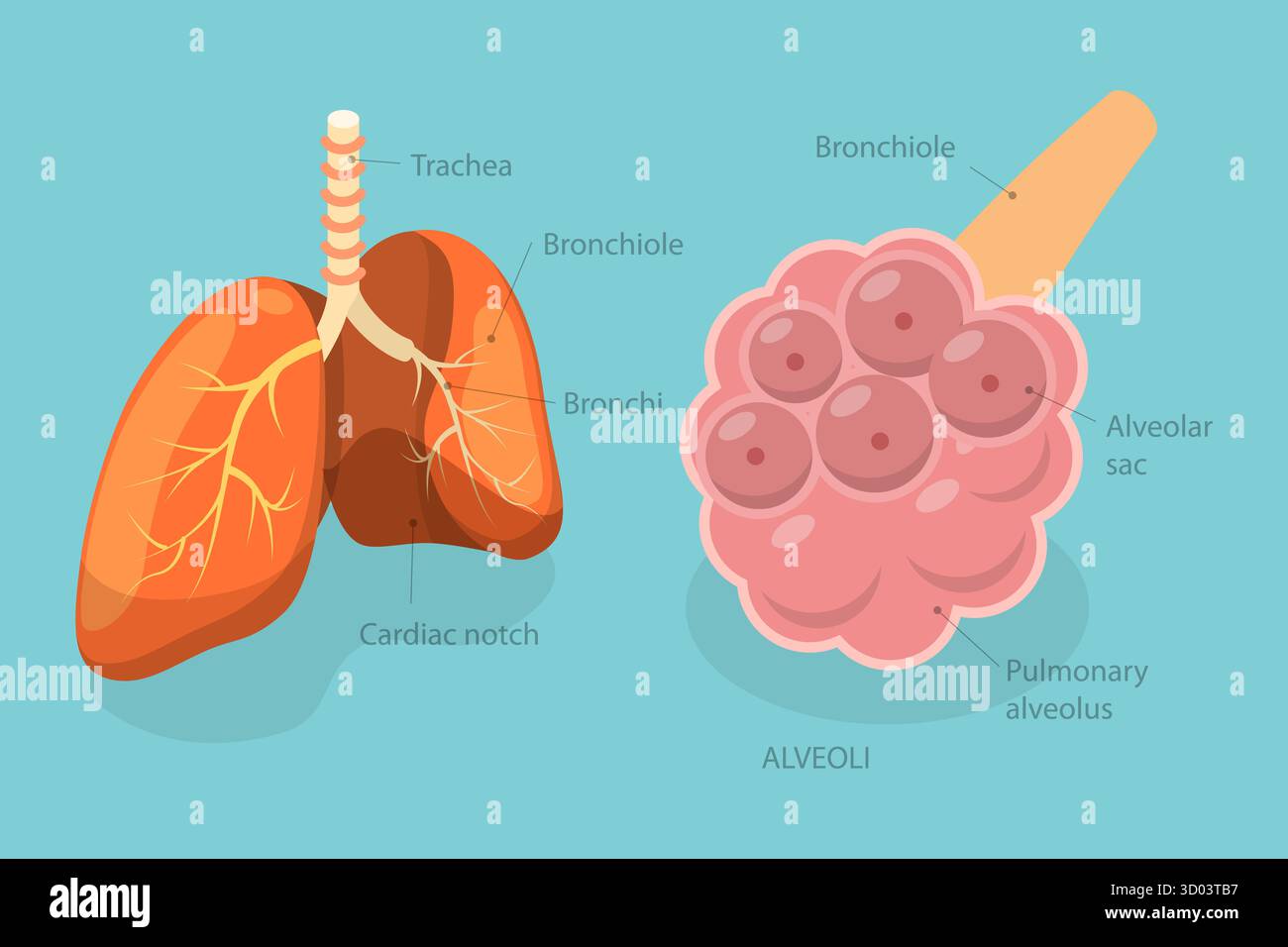 Illustrazione piatta isometrica 3D di alveolo polmonare, scambio di gas nei polmoni illustrazione piatta isometrica 3D di alveolo polmonare, scambio di gas nei polmoni Foto Stock