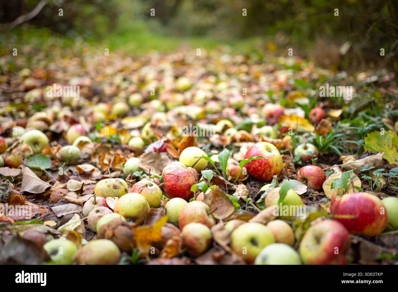 Primo piano di mele inglesi cadute a terra vicino a un sentiero boschivo del Regno Unito. La risposta di madre natura al cibo libero quando si forgia in natura. Foto Stock