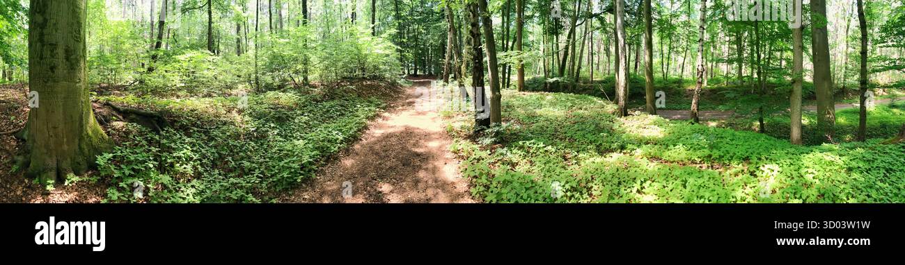 Un'ampia vista panoramica di una foresta in estate, con vegetazione vibrante e alberi sotto la luce del sole. Ideale per design naturali e a tema esterno e come immagine di sfondo o intestazione. Foto Stock