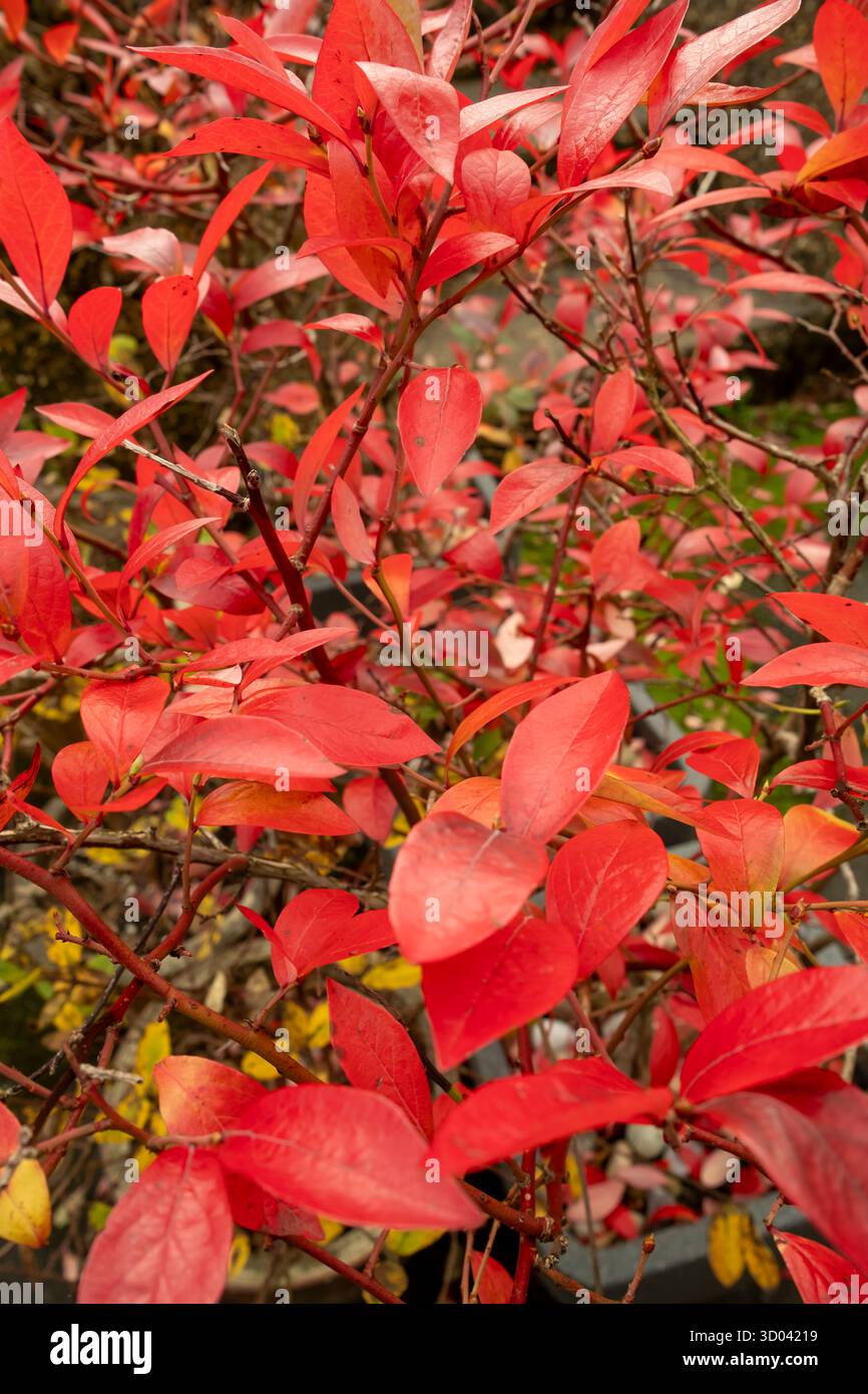 Fogliame autunnale rosso brillante di una pianta di mirtilli. Vaccinium corymbosum "Chandler" Foto Stock