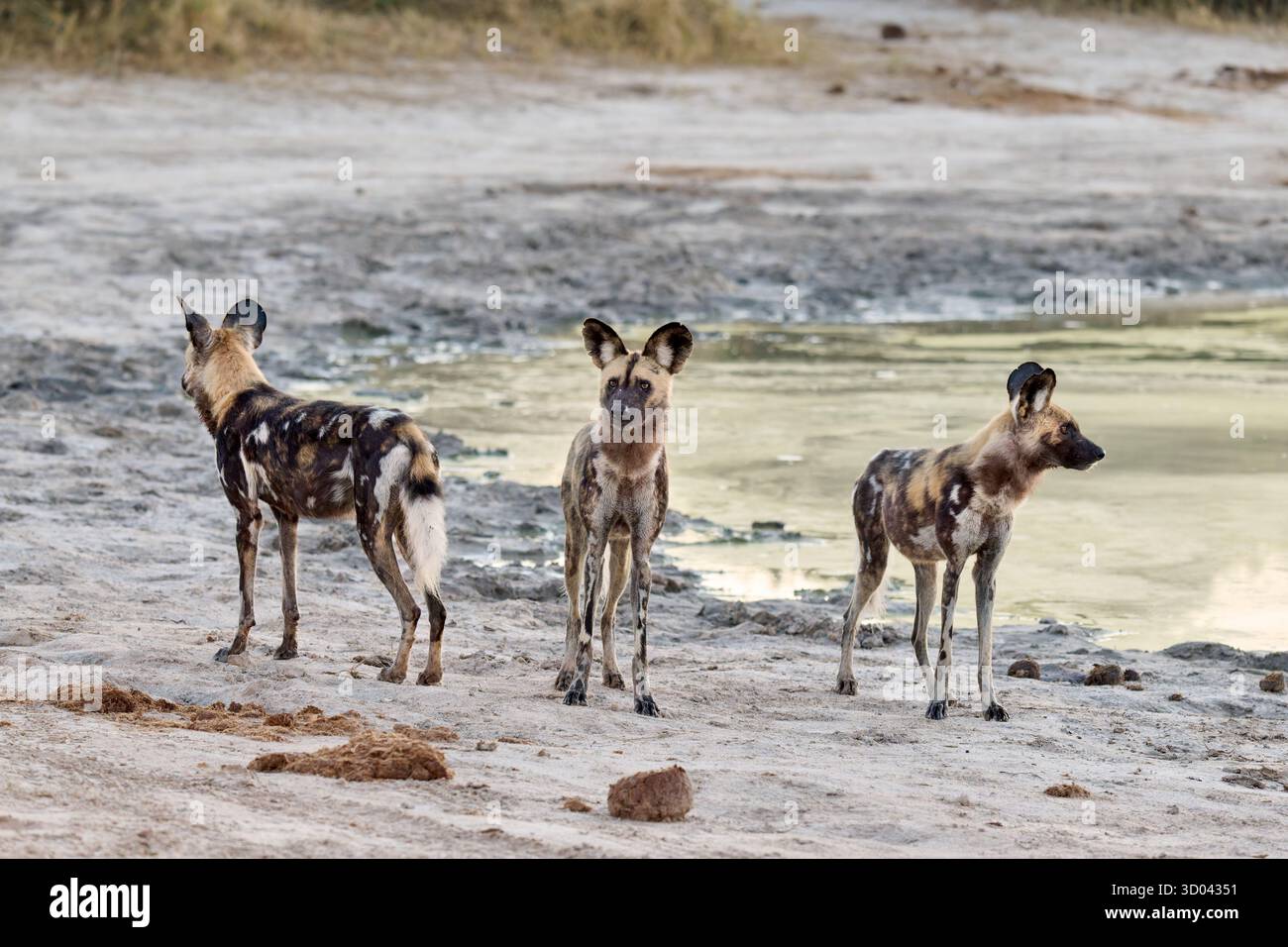 branco di cani selvatici africani (Lycaon pictus) a caccia, Savuti, Chobe National Park, Botswana Africa Foto Stock