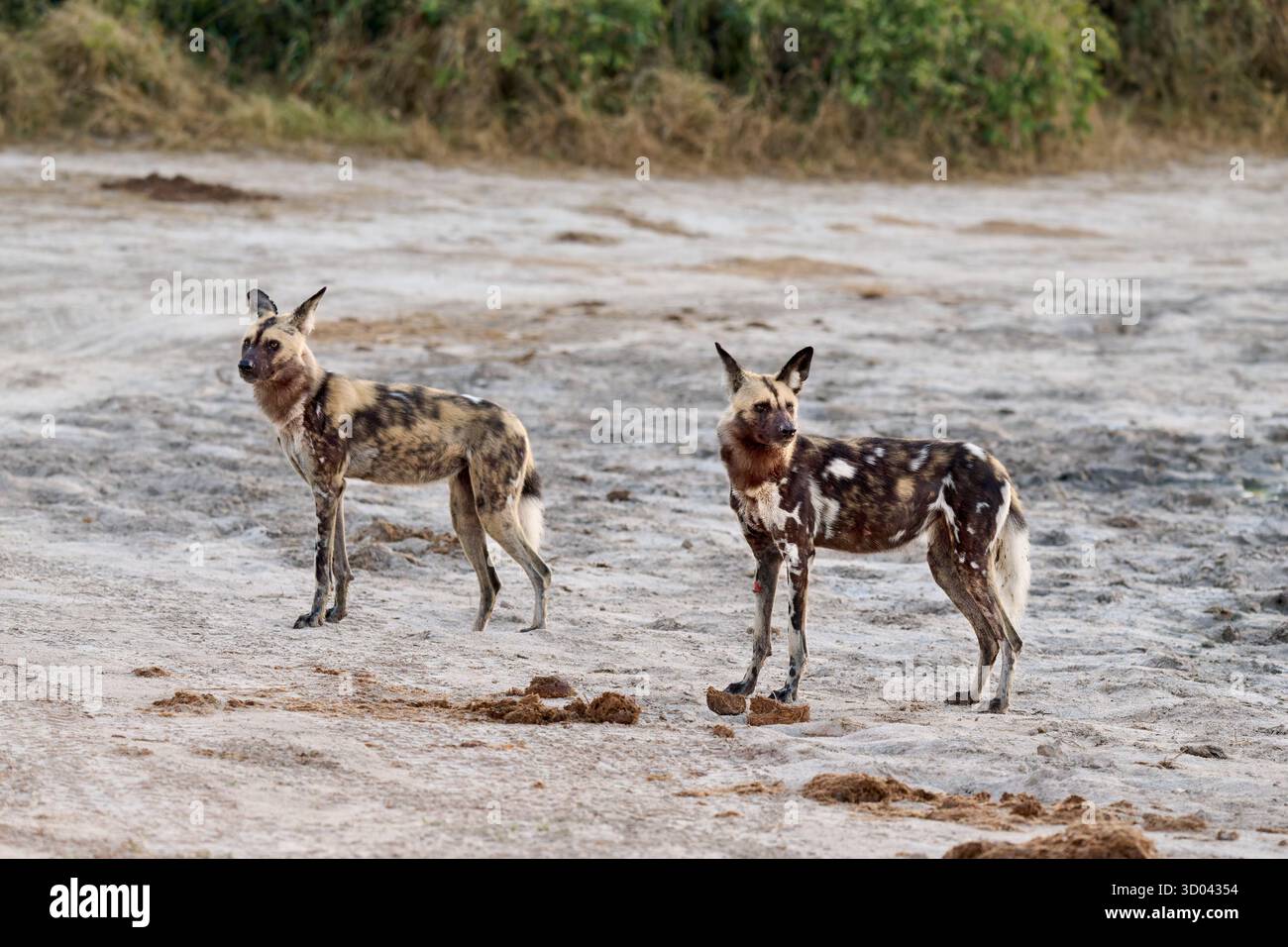 branco di cani selvatici africani (Lycaon pictus) a caccia, Savuti, Chobe National Park, Botswana Africa Foto Stock