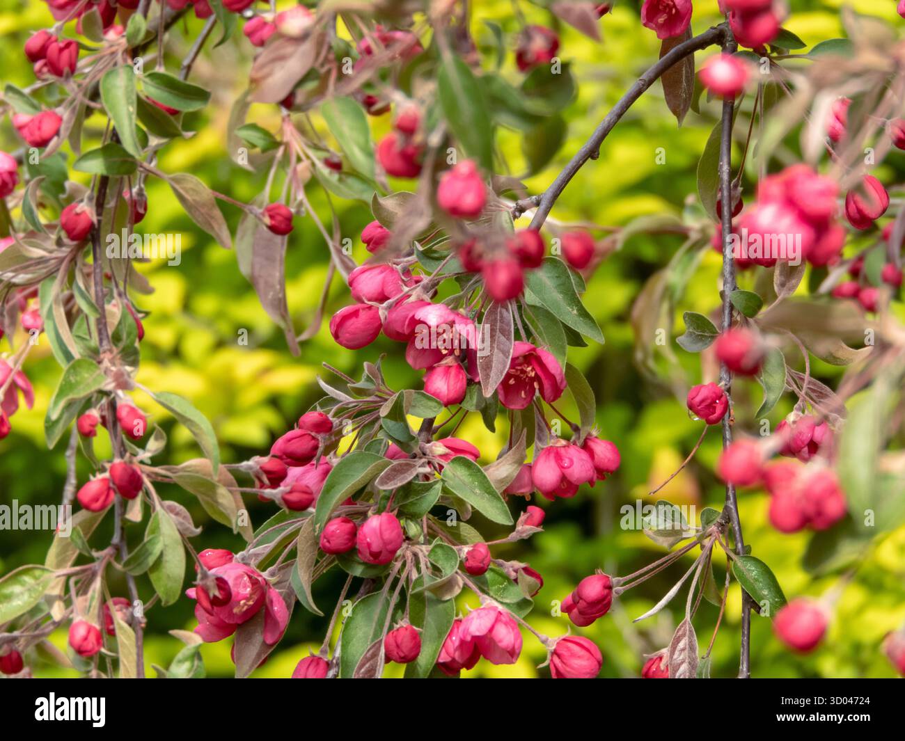 Melo decorativo ricoperto di fiore rosa. Cattura la vibrante energia della primavera e la grazia degli alberi da giardino fioriti. Ottimo per il design, sto Foto Stock